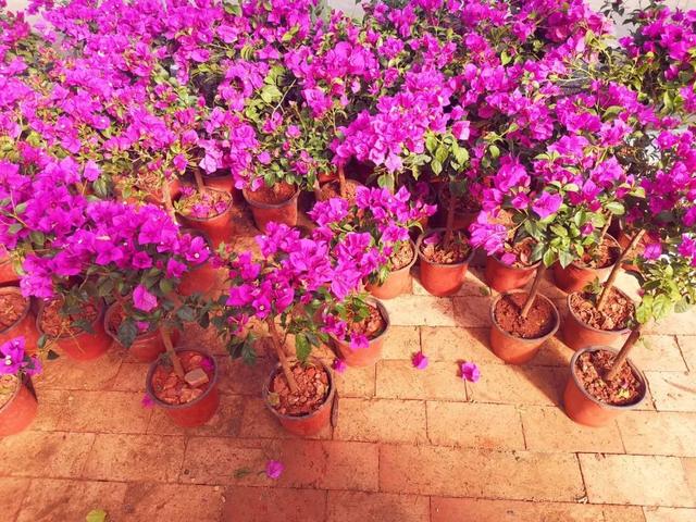 西安大的花卉市场在哪儿（西安最大的花卉市场）(13)