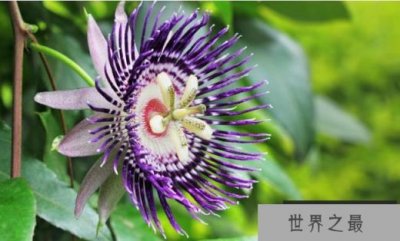 ​世界十大名花 其中玫瑰每个女生都想拥有