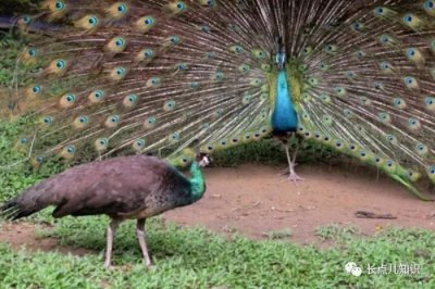 ​孔雀开屏是什么意思（孔雀开屏是求偶行为）