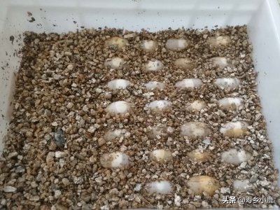 ​乌龟蛋怎么孵化小乌龟（孵化小乌龟的过程是什么样的）
