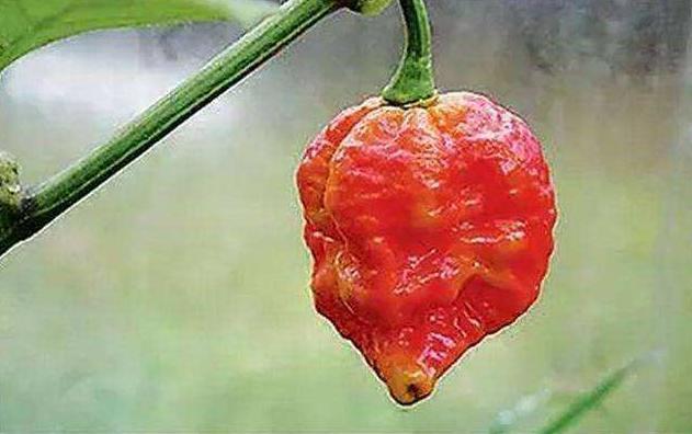 世界上最辣辣椒排名，中国辣椒排第10，第1名实至名归