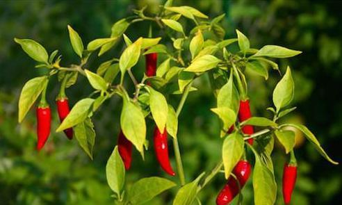 世界上最辣辣椒排名，中国辣椒排第10，第1名实至名归