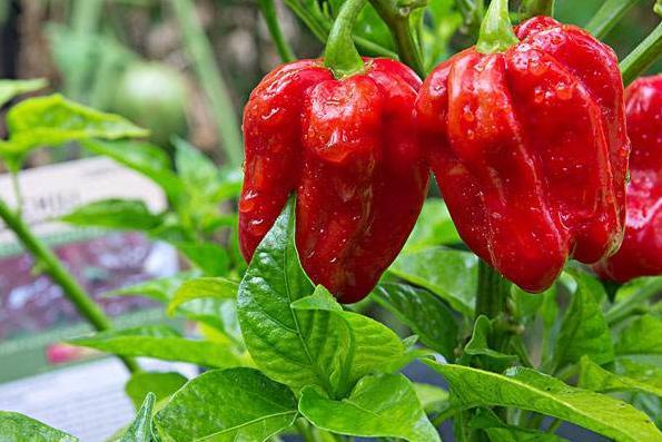 世界上最辣辣椒排名，中国辣椒排第10，第1名实至名归