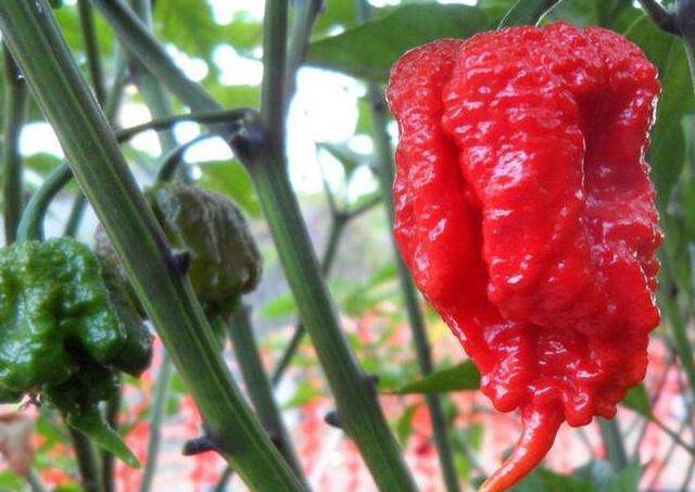 世界上最辣辣椒排名，中国辣椒排第10，第1名实至名归