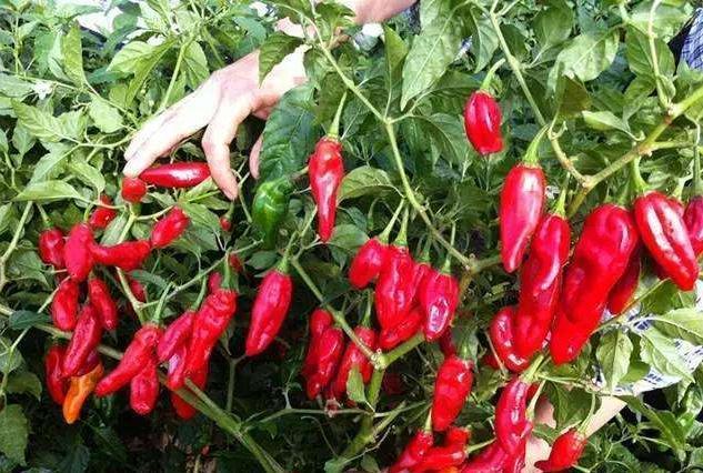 世界上最辣辣椒排名，中国辣椒排第10，第1名实至名归