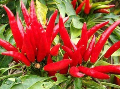 ​世界上最辣辣椒排名，中国辣椒排第10，第1名实至名归