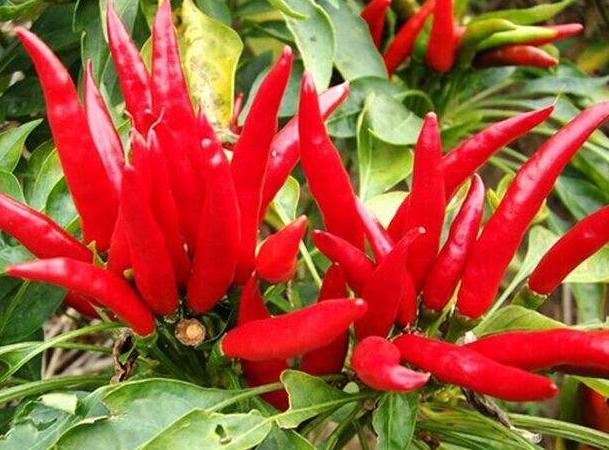 世界上最辣辣椒排名，中国辣椒排第10，第1名实至名归