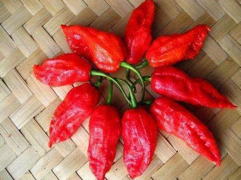世界上最辣辣椒排名，中国辣椒排第10，第1名实至名归