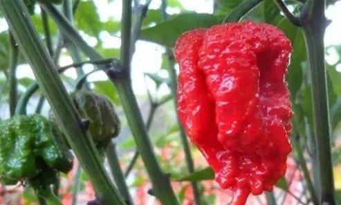 世界上最辣辣椒排名，中国辣椒排第10，第1名实至名归