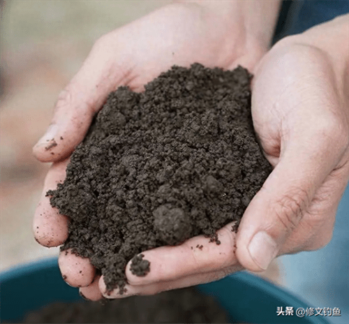 盆养蚯蚓方法简单(自己养蚯蚓怎么养)