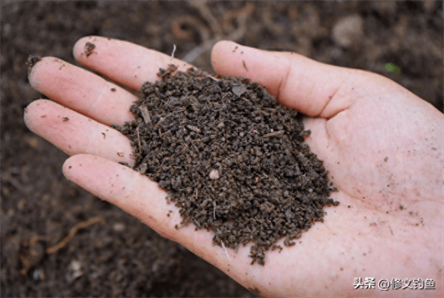 盆养蚯蚓方法简单(自己养蚯蚓怎么养)