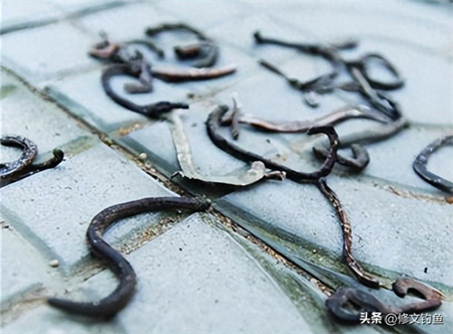 盆养蚯蚓方法简单(自己养蚯蚓怎么养)