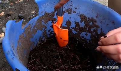 ​盆养蚯蚓方法简单(自己养蚯蚓怎么养)