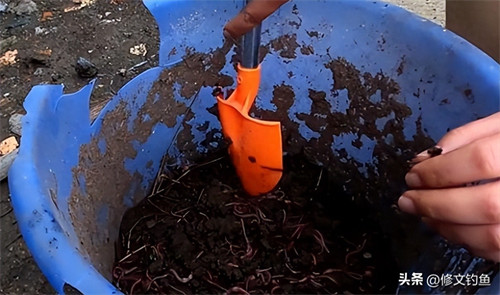 盆养蚯蚓方法简单(自己养蚯蚓怎么养)