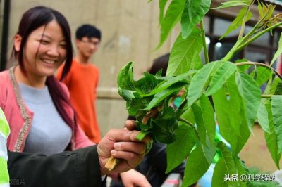 ​具体说说臭椿树有什么作用（臭椿树有什么用途价值）