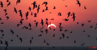 ​日全食致北美大陆陷入黑暗，动物们一片慌乱：长颈鹿狂奔，夜行动物出现