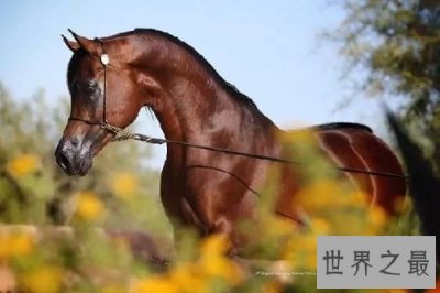 ​世上最贵的马种，居然是出自这个国家！
