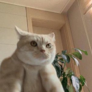 ​养猫有4个好处，3个坏处，看完你还想要养猫吗？