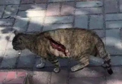 ​虐猫的背后到底是人性的扭曲还是道德的沦丧