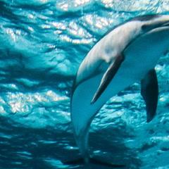 青岛旅游必去十大景点排名（青岛人气景点盘点）(28)