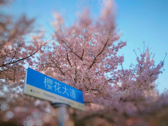 青岛旅游必去十大景点排名（青岛人气景点盘点）(11)