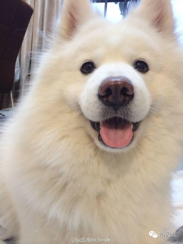 如何评价网红安妮（通过安妮事件业内人士告诉你真实的微博段子手）(1)