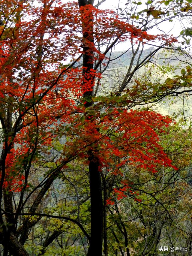 本溪大峡谷一日游攻略（本溪最具挑战的旅游线路）(81)