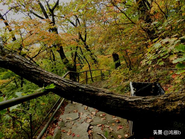 本溪大峡谷一日游攻略（本溪最具挑战的旅游线路）(66)