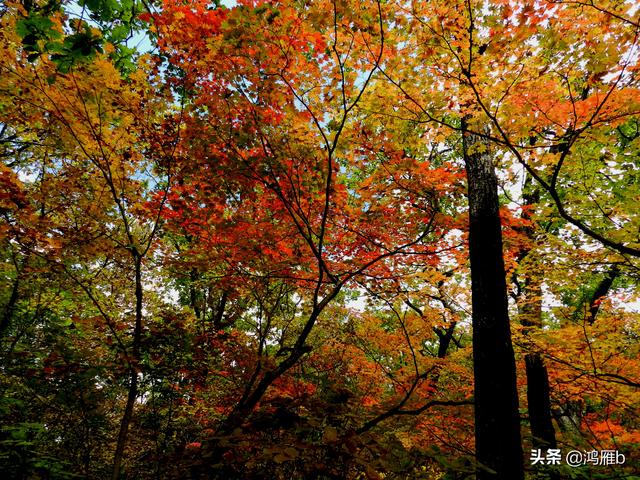 本溪大峡谷一日游攻略（本溪最具挑战的旅游线路）(63)