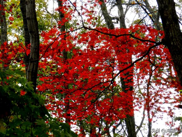 本溪大峡谷一日游攻略（本溪最具挑战的旅游线路）(80)