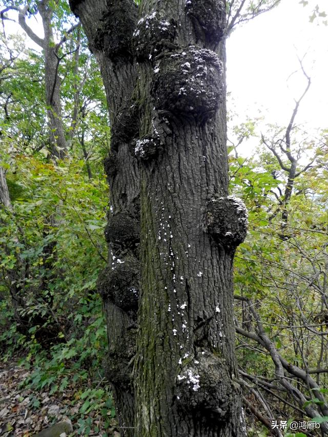 本溪大峡谷一日游攻略（本溪最具挑战的旅游线路）(71)