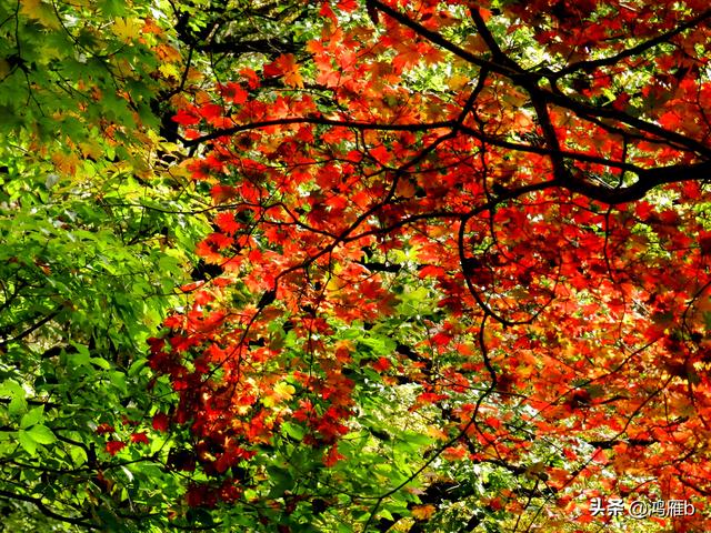 本溪大峡谷一日游攻略（本溪最具挑战的旅游线路）(68)