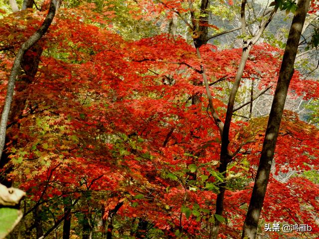 本溪大峡谷一日游攻略（本溪最具挑战的旅游线路）(79)