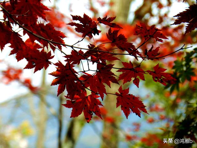 本溪大峡谷一日游攻略（本溪最具挑战的旅游线路）(83)