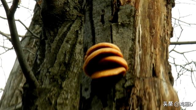 本溪大峡谷一日游攻略（本溪最具挑战的旅游线路）(77)