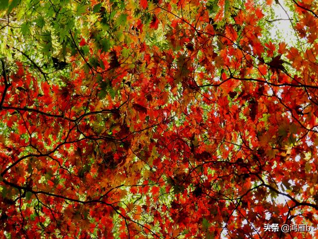 本溪大峡谷一日游攻略（本溪最具挑战的旅游线路）(69)