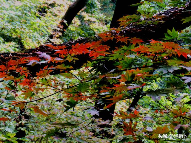 本溪大峡谷一日游攻略（本溪最具挑战的旅游线路）(70)