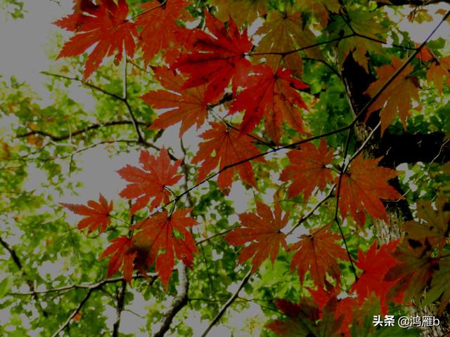 本溪大峡谷一日游攻略（本溪最具挑战的旅游线路）(35)