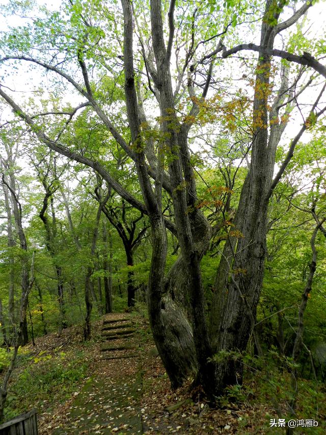 本溪大峡谷一日游攻略（本溪最具挑战的旅游线路）(78)
