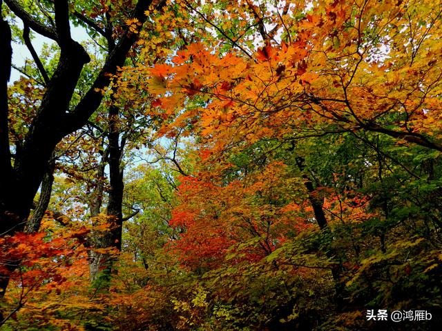 本溪大峡谷一日游攻略（本溪最具挑战的旅游线路）(64)