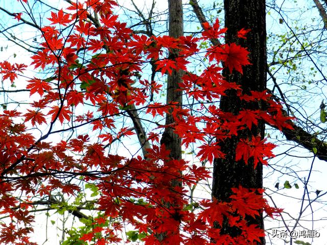 本溪大峡谷一日游攻略（本溪最具挑战的旅游线路）(82)