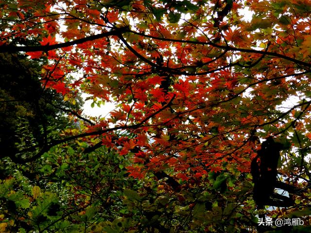 本溪大峡谷一日游攻略（本溪最具挑战的旅游线路）(67)