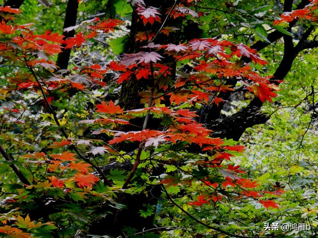 本溪大峡谷一日游攻略（本溪最具挑战的旅游线路）(62)