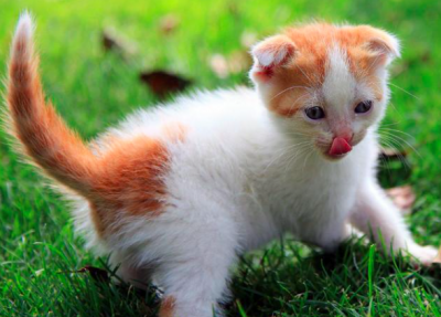 ​十大最适合新手养的猫，可爱无比喵星人（猫奴必看）