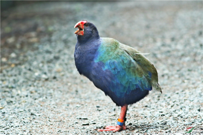 ​七个被发现的灭绝动物 第五是4亿年前活化石(存活至今)