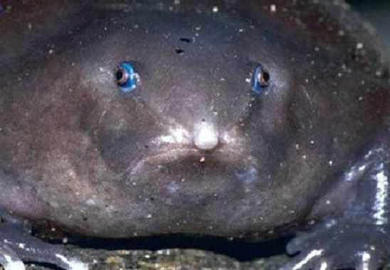 印度最奇葩的青蛙，一张嘴像猪鼻，其祖先存活在恐龙时代！