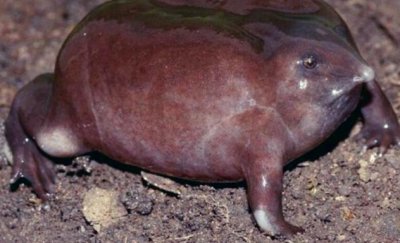 ​印度最奇葩的青蛙，一张嘴像猪鼻，其祖先存活在恐龙时代！