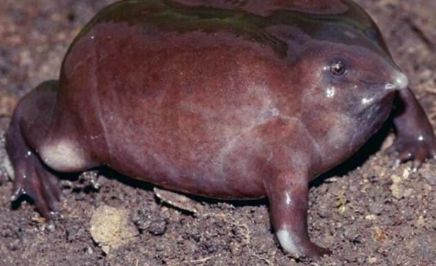 印度最奇葩的青蛙，一张嘴像猪鼻，其祖先存活在恐龙时代！