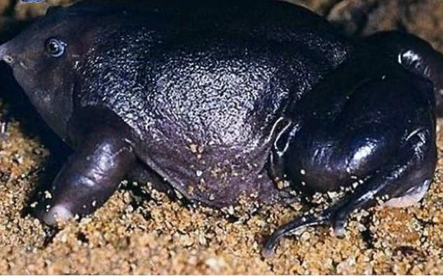 印度最奇葩的青蛙，一张嘴像猪鼻，其祖先存活在恐龙时代！