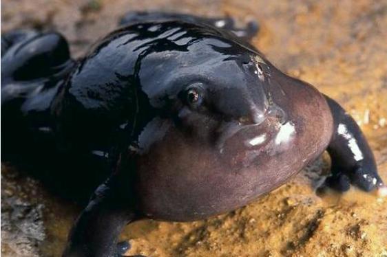 印度最奇葩的青蛙，一张嘴像猪鼻，其祖先存活在恐龙时代！